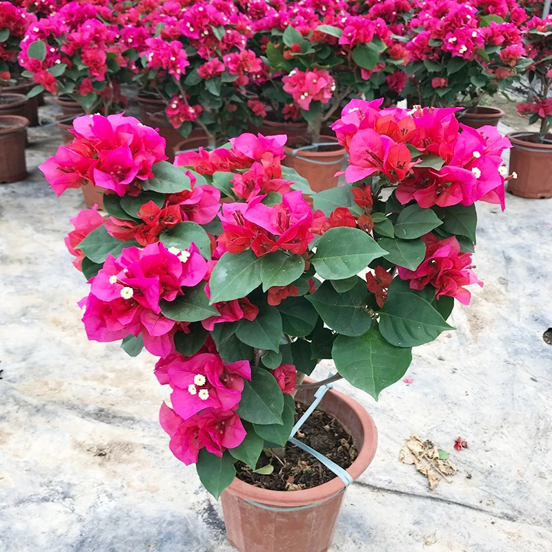 三角梅盆栽带花室外四季开重瓣勤花卉