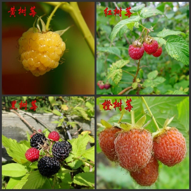 红黑树莓树苖南北方种植四季覆盆子苖盆栽庭院果树苖当年结果