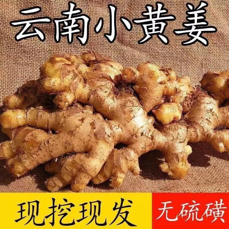 新姜云南山地小黄姜生姜云南小黄姜云南正宗小黄姜山东新鲜生鲜姜