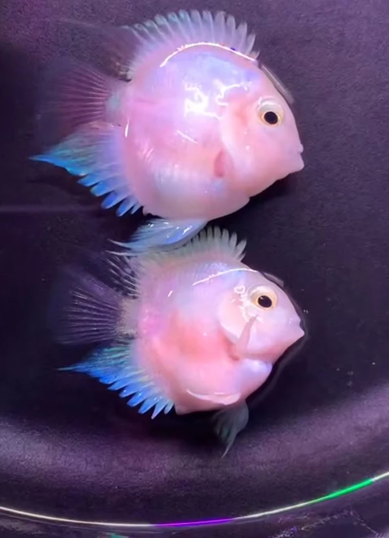 台系迷你鹦鹉鱼/桃心迷你鹦鹉鱼/白金迷你鹦鹉鱼2条/观赏鱼