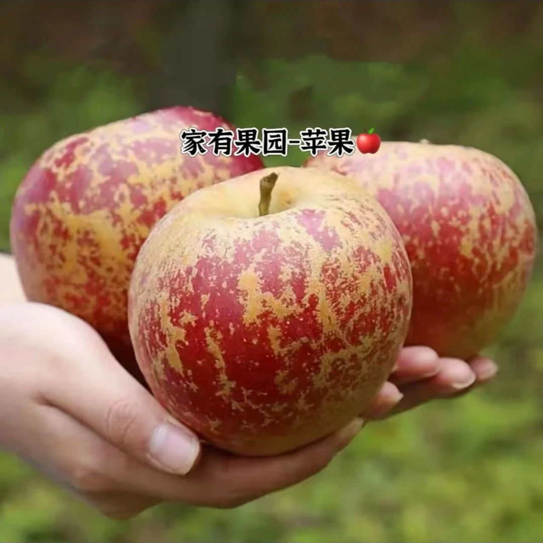 水果蔬菜 > 水果 > 苹果