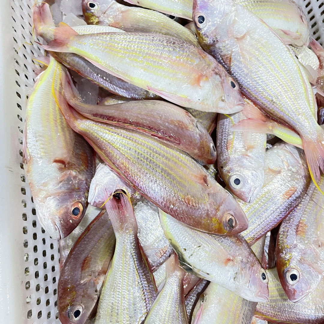 野生金线鱼5斤顺丰省内包邮