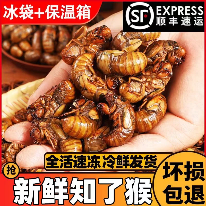 金蝉知了猴蝉蛹爬叉猴新鲜猴子1000只顺丰包邮