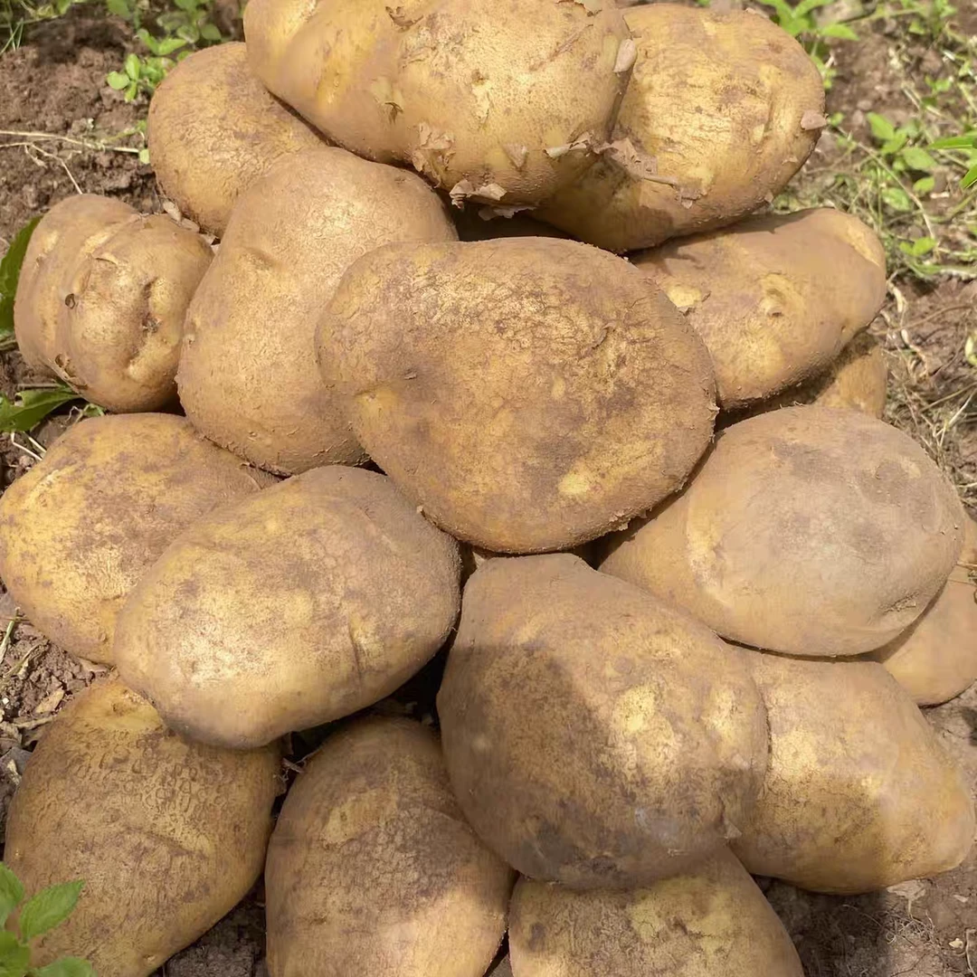 威宁老品种洋芋贵州威宁新鲜土豆马铃薯软糯香面包洋芋粉果可选