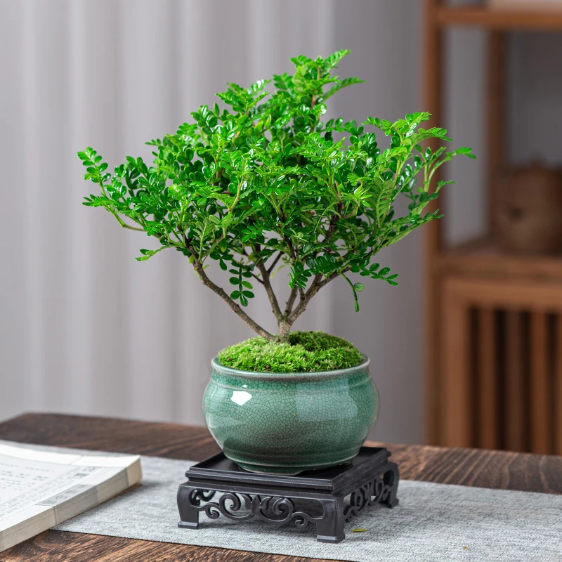【专属】清香胡椒木盆栽花卉植物室内驱蚊草办公桌盆景净化空气绿植