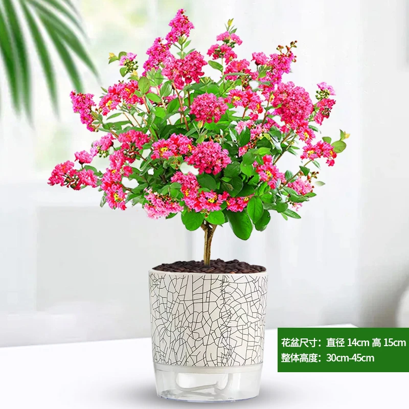 紫薇花盆栽发货百日红花卉阳台庭院好养盆景耐高温耐寒植物