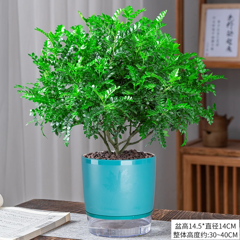 清香胡椒木盆栽花卉植物室内外驱蚊草办公桌盆景净化空气绿植