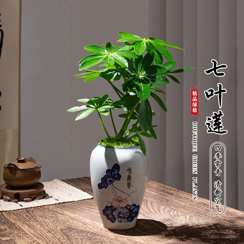 八方来财精品鸭脚木盆栽指尖微型桌面迷你拇指好养植物盆景绿植