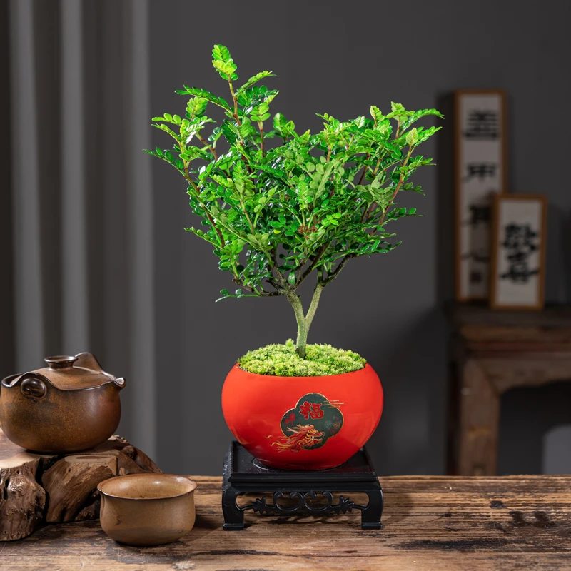 清香胡椒木盆栽花卉植物室内外驱蚊草办公桌盆景净化空气绿植