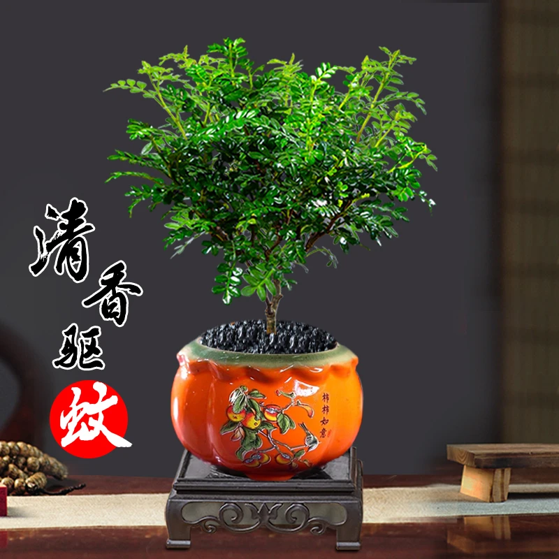 清香胡椒木盆栽花卉植物室内外驱蚊草办公桌盆景净化空气绿植