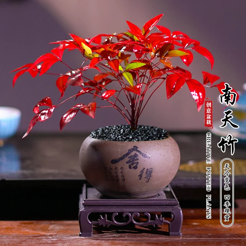 火焰南天竹盆栽绿植书房客厅办公桌面禅意南天竹盆景好养易活