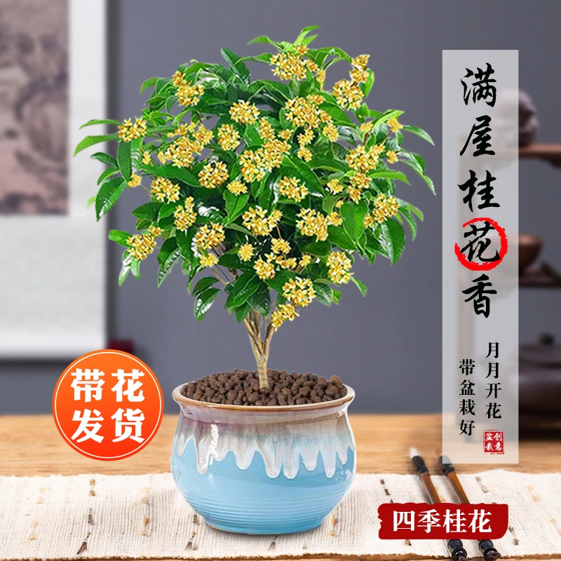 四季桂花带花苞绿植树浓香型盆栽花卉好养金桂客厅室内外阳台庭院
