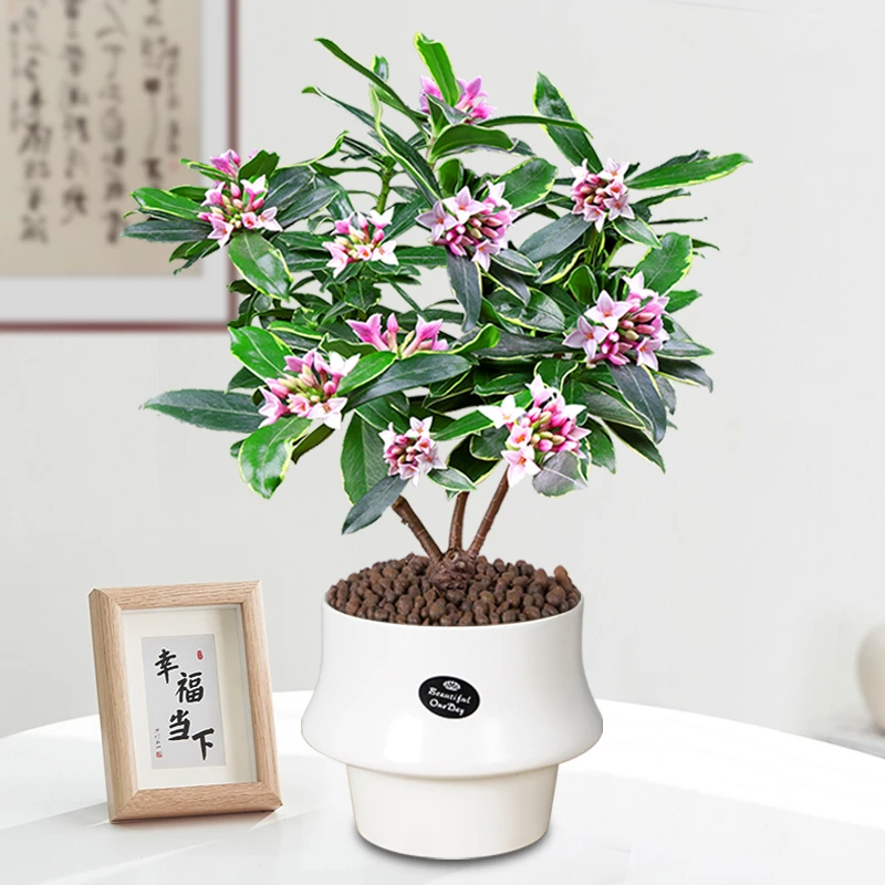 金边瑞香盆栽开花浓香盆景花卉冬季好养耐寒植物
