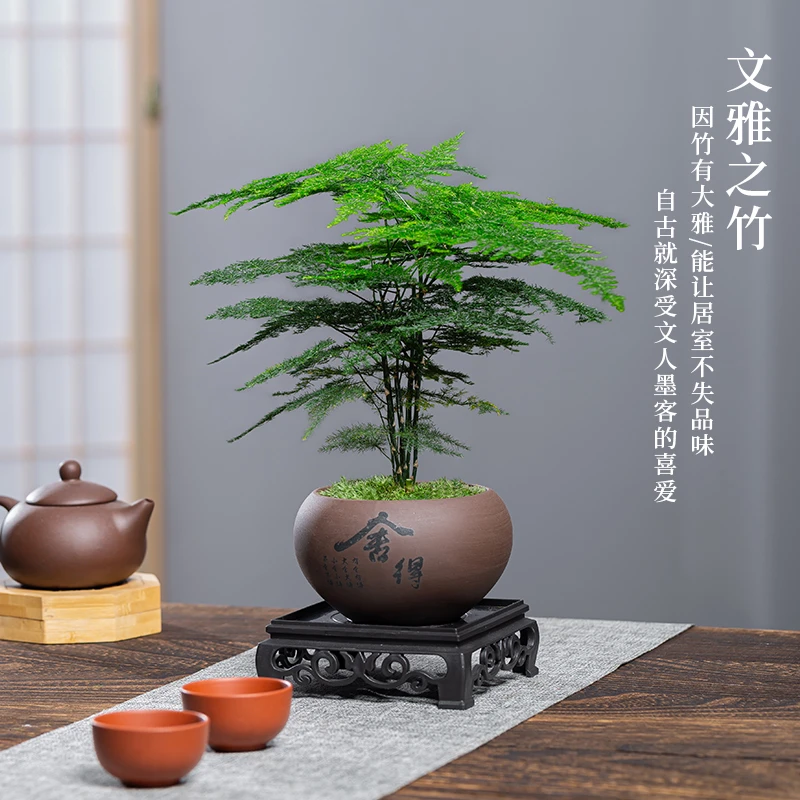 【优选】文竹盆栽植物室内花卉盆景客厅办公桌好养小绿植四季常青