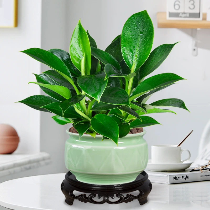 【吸甲醛】金钻绿植盆栽植物办公室内好养大叶四季常青办公桌北欧