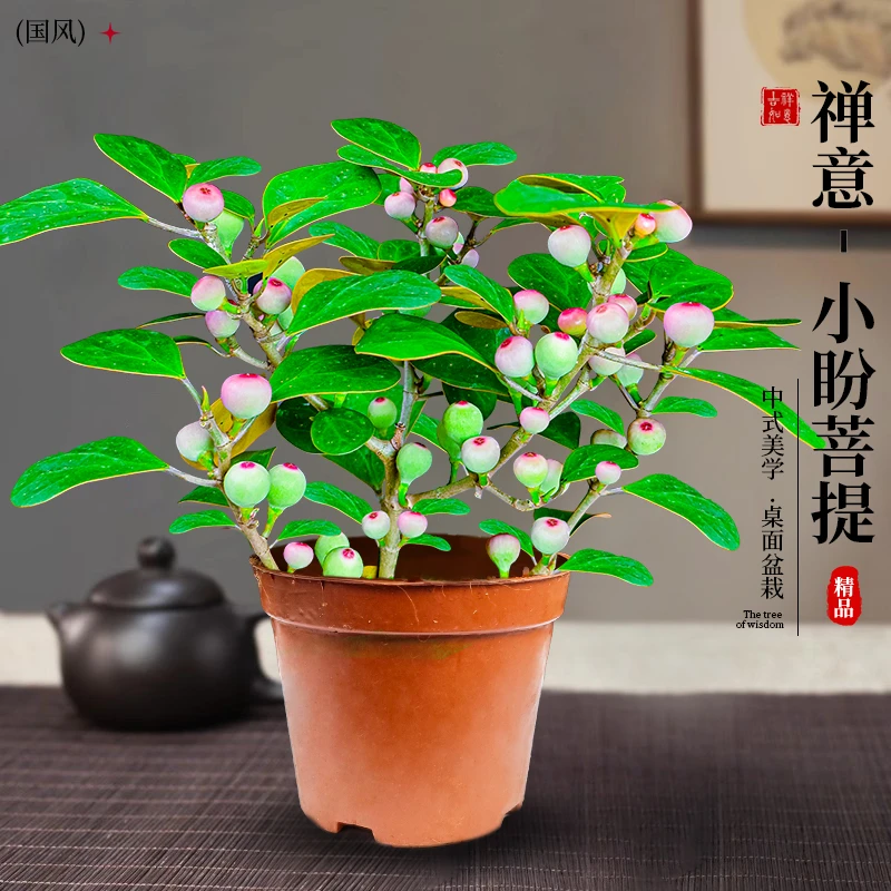 小盼菩提盆栽禅意新中式盆景办公室桌面室内四季绿植