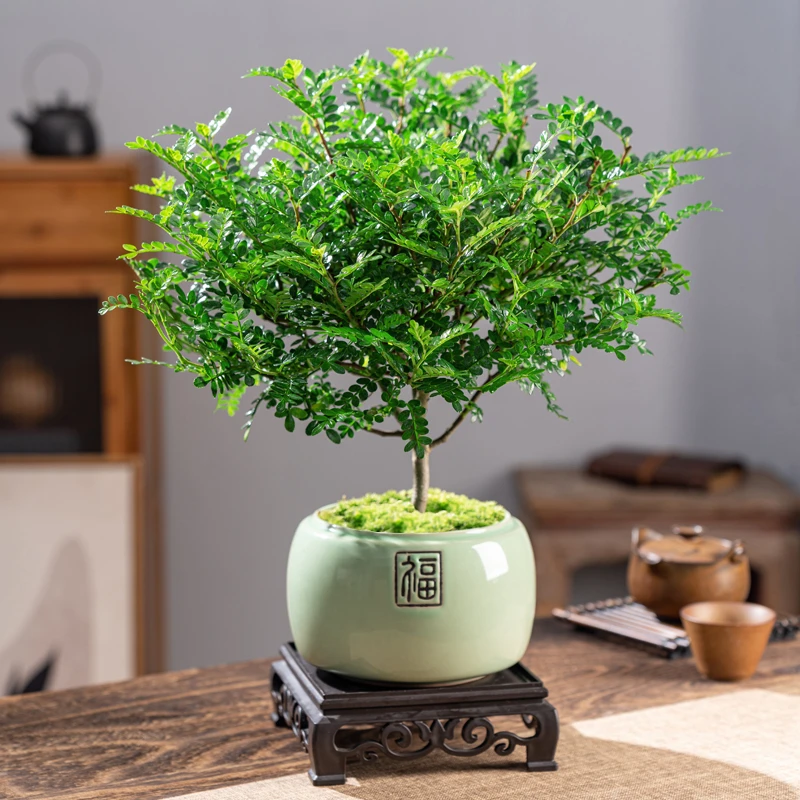 清香胡椒木盆栽花卉植物驱赶蚊虫办公桌盆景净化空气绿植盆栽室内