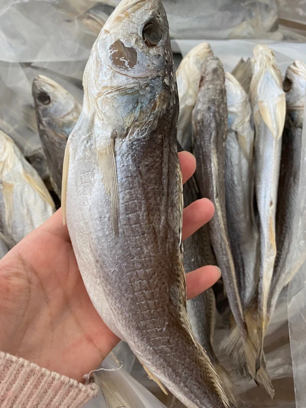 咸鱼三牙鱼汕尾马宫就船
