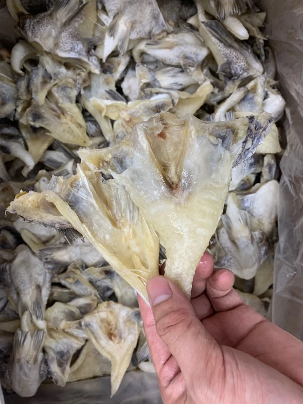 【蚝兴专线】汕尾本地鲷鱼边肉块