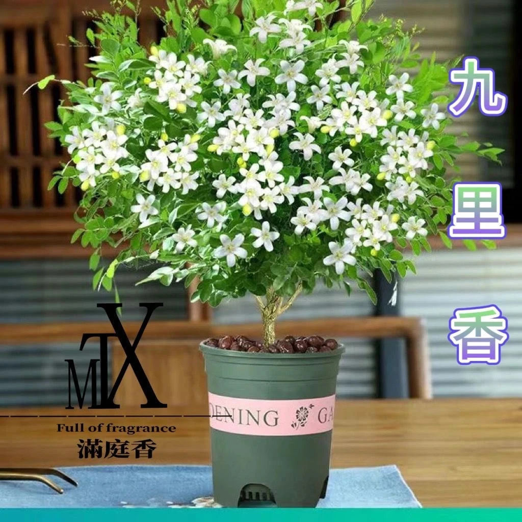 九里香带花苞随花期老桩基地直卖