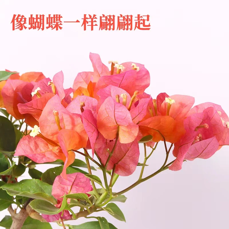 【洪少家】精品三角梅盆景【一物一拍.直播间实物为准】