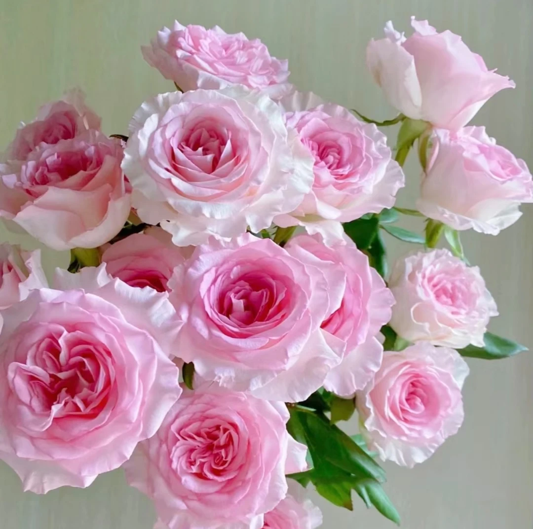 【洛神】云南鲜花产地直发包邮（零度以下请加拍保温棉）