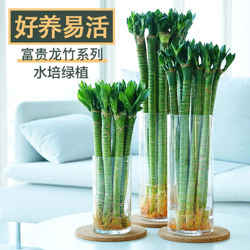 富贵竹水培室内植物开运招财转运龙竹荷花竹桌面客厅带根盆栽水养