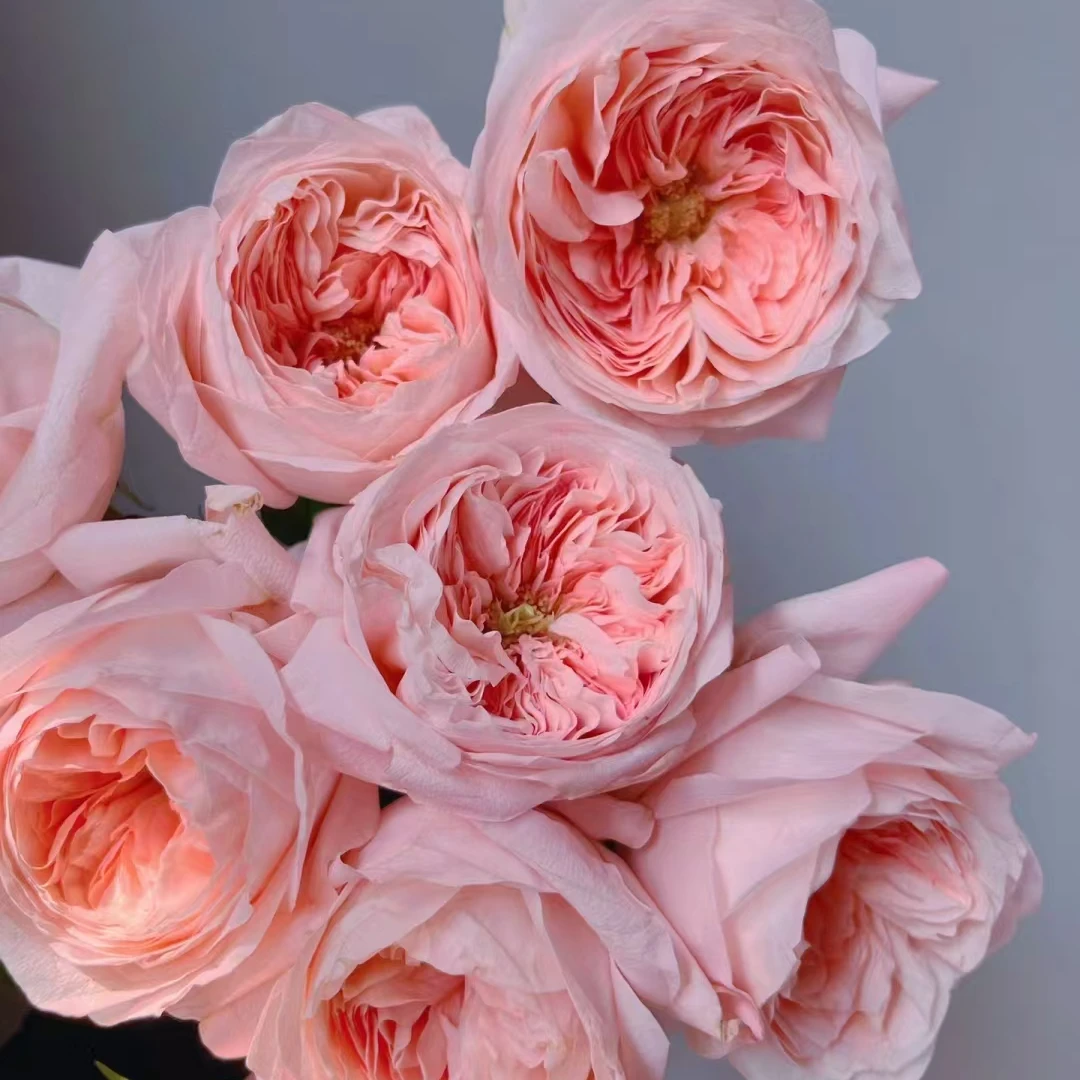 艾琳娜单头玫瑰10之-任意两单顺丰包邮