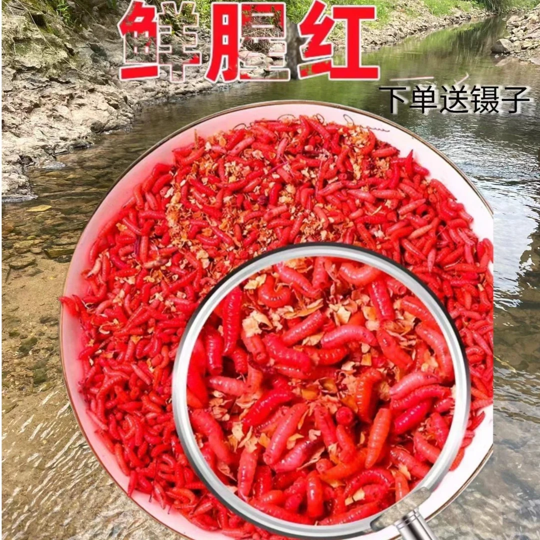鲜活蛆虫活饵活蛆红蛆虫饵溪流鱼饵野钓石斑白条昆虫饵料红虫包赔