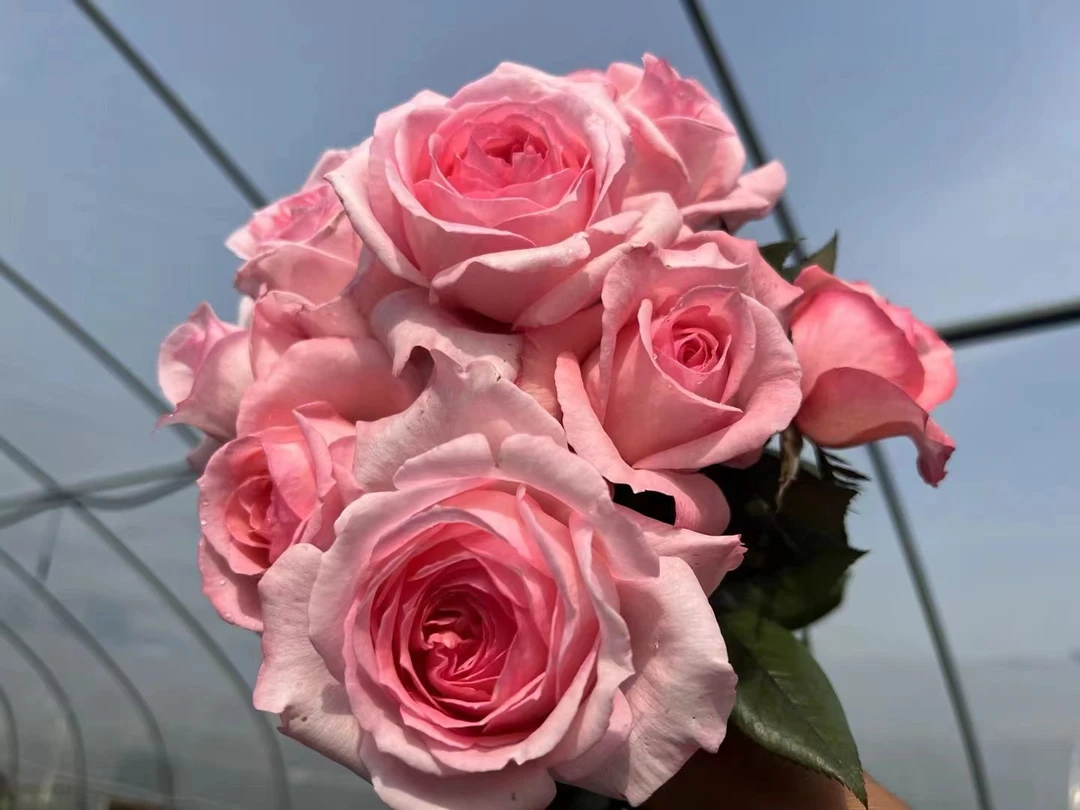 《法版花宫娜》花大浓香款跟接中苗