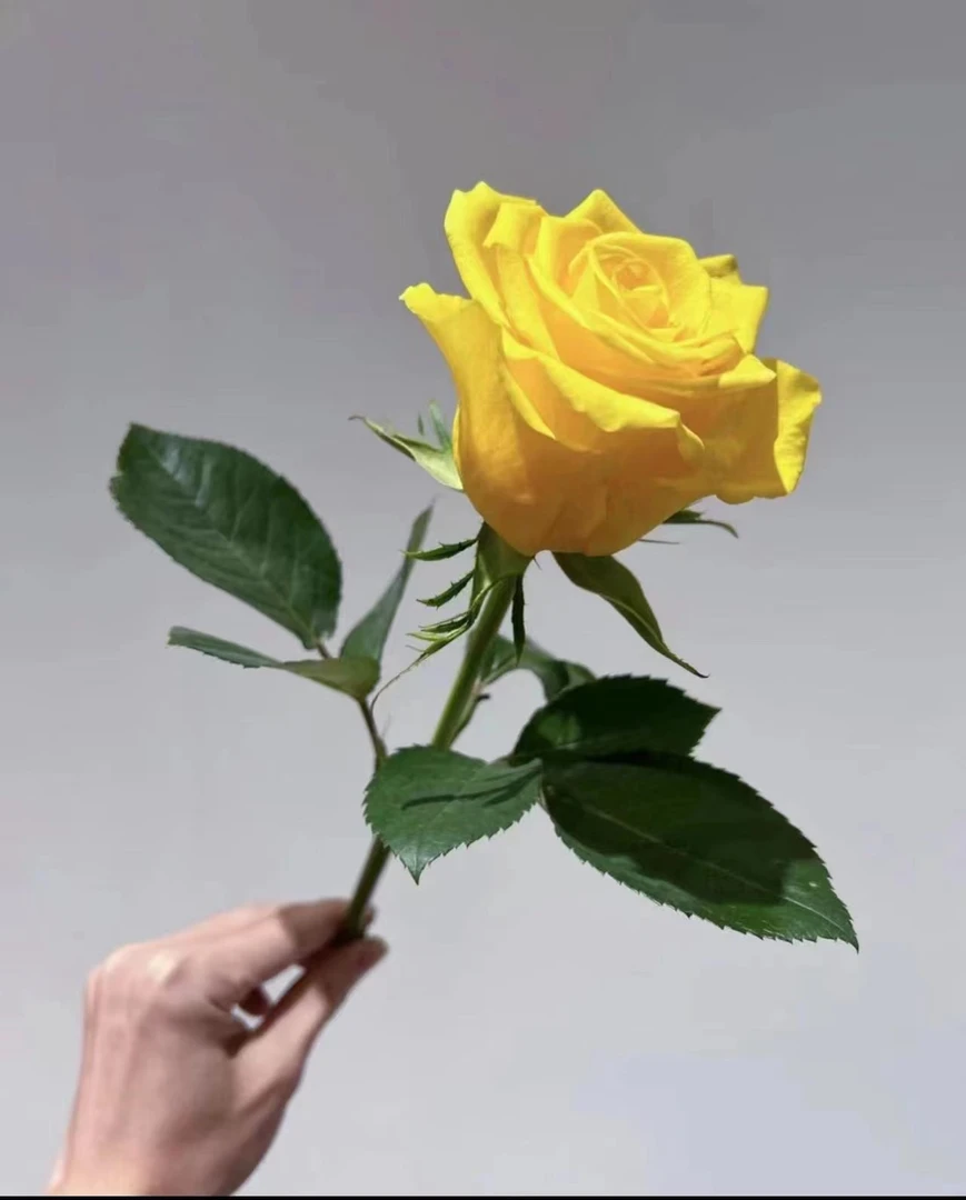 契机切花高脚杯黄玫瑰切花跟接中大苗