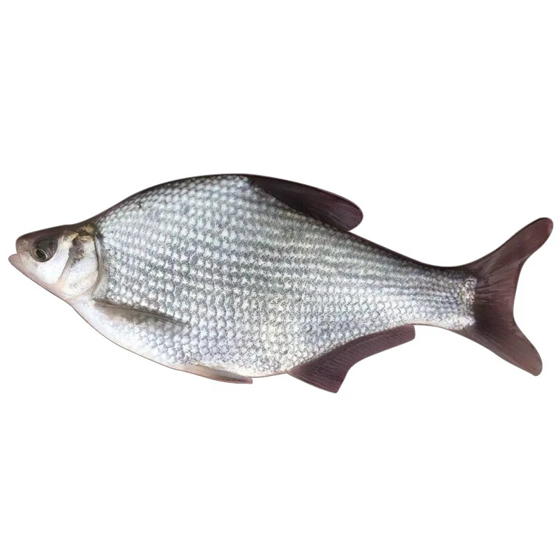 活体鱼广东边鱼武昌鳊草鳊鱼淡水观赏饲养包邮