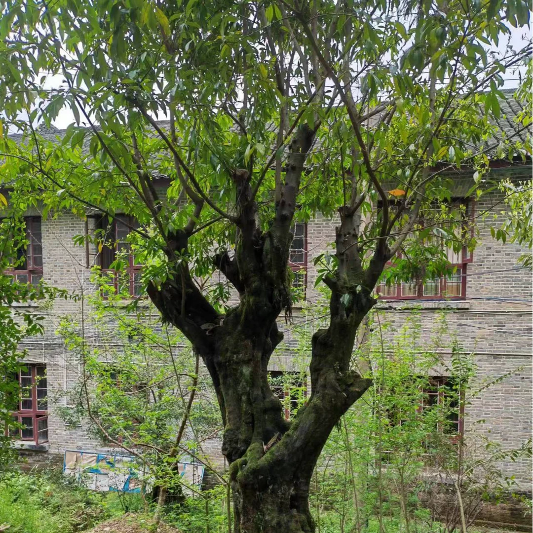 鑫桂苑金弹子购买链接