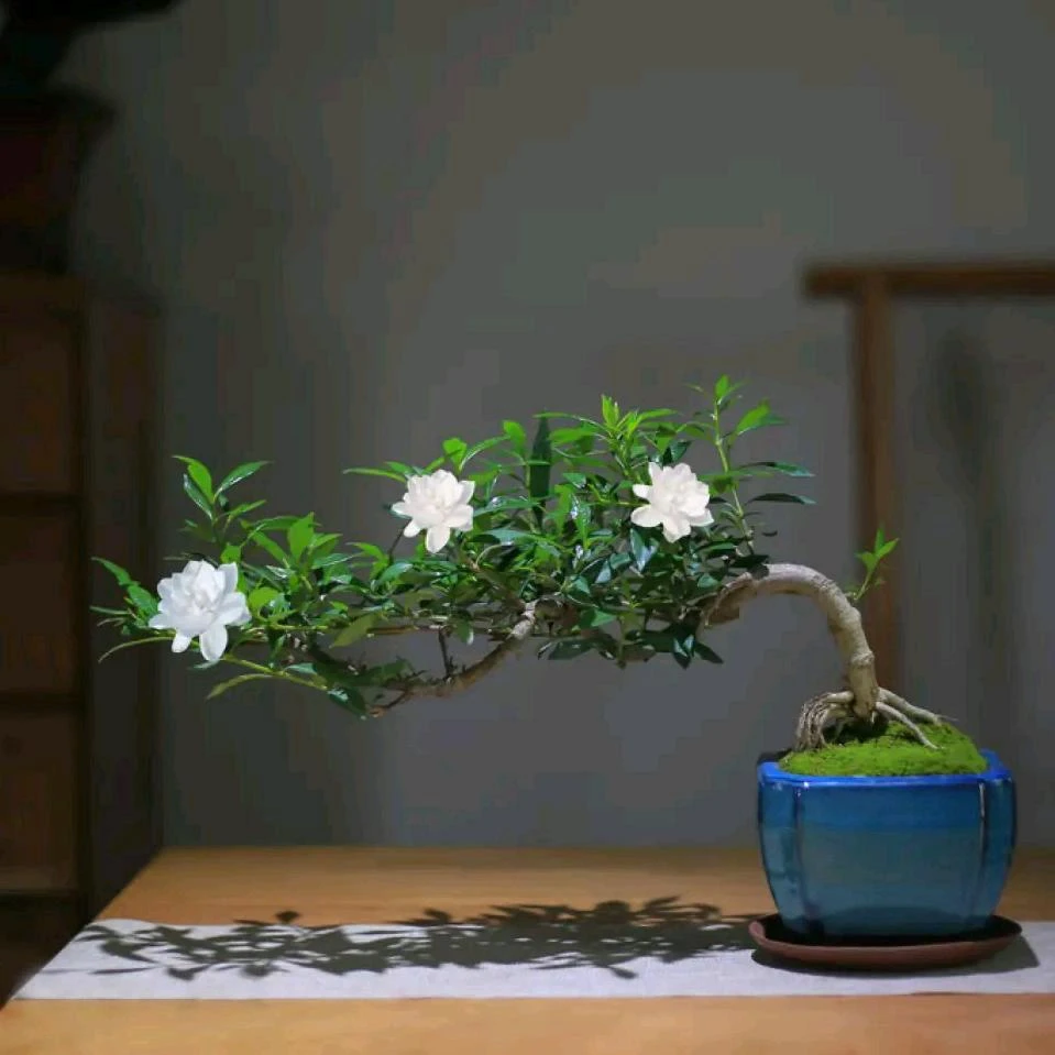 海岛柳叶春花直播间一物一拍盆景植物盆栽鲜花微景观绿植