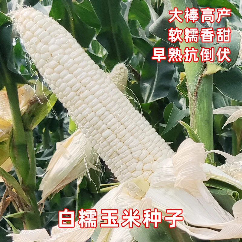 青藤优选软糯香甜白糯玉米种子高产大棒矮杆粘玉米籽甜糯玉米种子