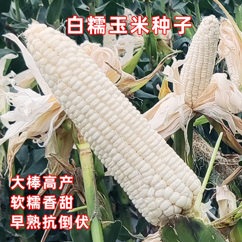 高产早熟大棒白甜糯玉米种子大田用种春播夏播秋播矮杆糯玉米种子