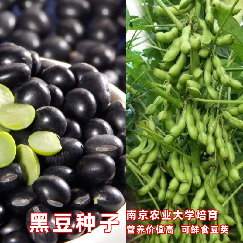 特大黑豆种子千斤王绿心黑豆种子特大粒高产早熟矮杆大粒黑豆种子