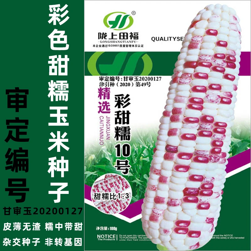 高产早熟彩糯玉米种子甜糯玉米粘苞米籽春播夏播矮杆抗病耐旱玉米