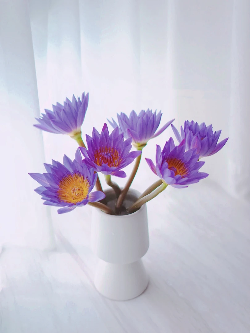 紫色睡莲鲜花10枝包邮带花苞发货室内水养插花花卉鲜花基地直发