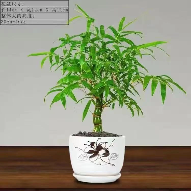 佛肚竹盆栽葫芦竹罗汉竹室内阳台绿植盆景老桩矮化四季常青绿植