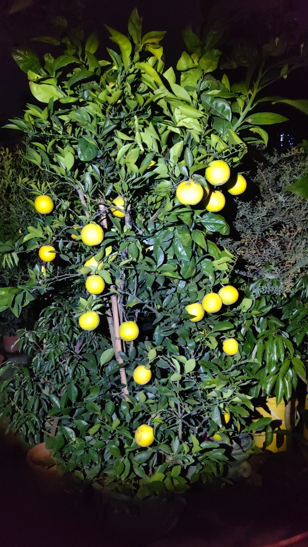 高端盆景一物一拍链接