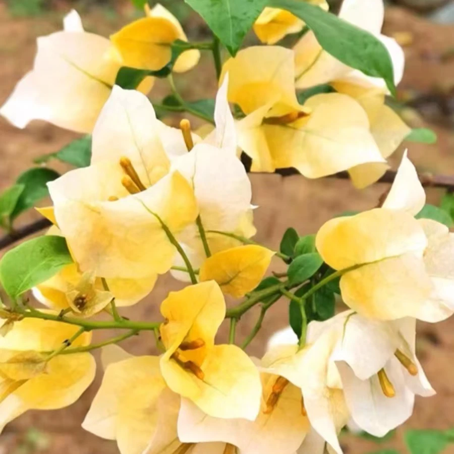 彤乐园艺  勤花三角梅品种一物一拍