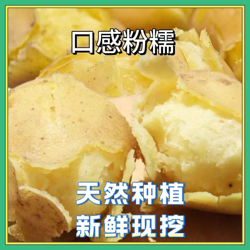 甘肃定西黄皮黄心土豆沙面粉糯蒸煮饱满新鲜农家自种种植产地直发