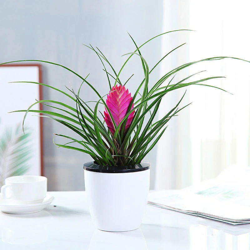 紫花凤梨铁兰花盆栽植物室内阳台花卉绿植办公室桌面水培植物盆景