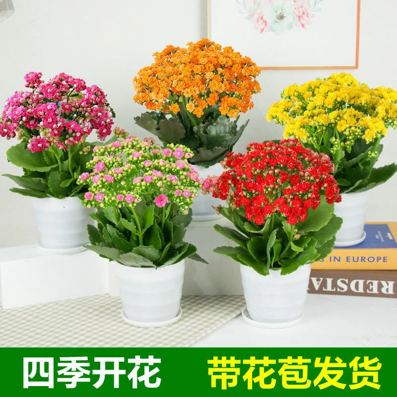 长寿花盆栽重瓣大花带花苞花苗四季室内开花好养的花卉植物观赏