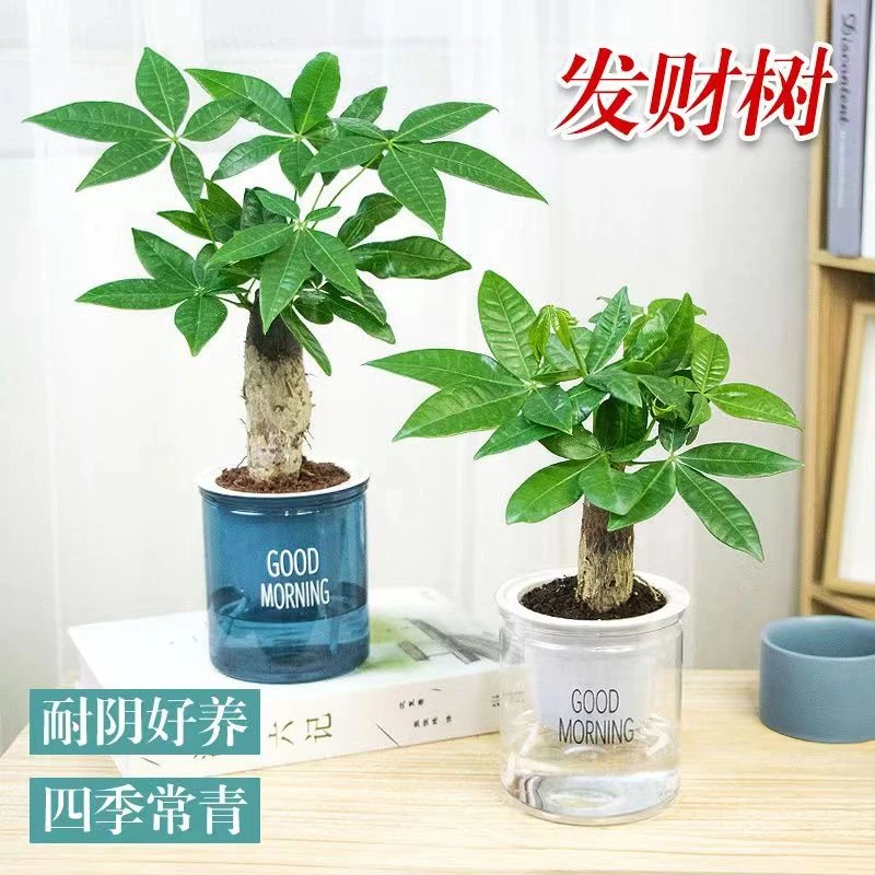 迷你发财树盆栽招财树苗观叶植物室内办公桌面客厅吸甲醛净化空气