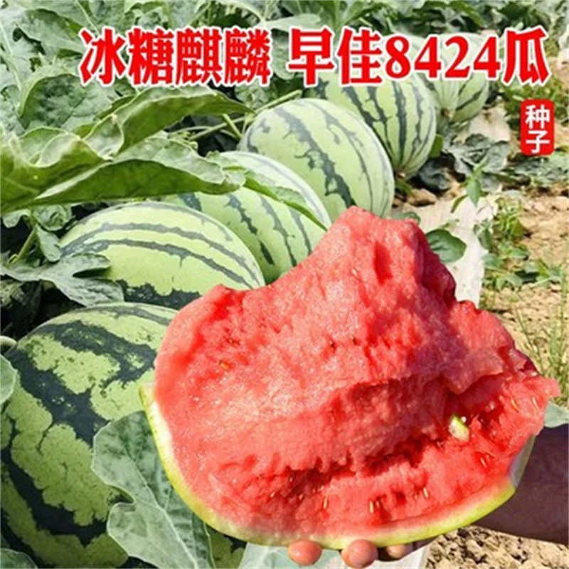 懒汉8424西瓜种子早佳水果种子盆栽四季种植早熟种籽孑阳台麒麟瓜