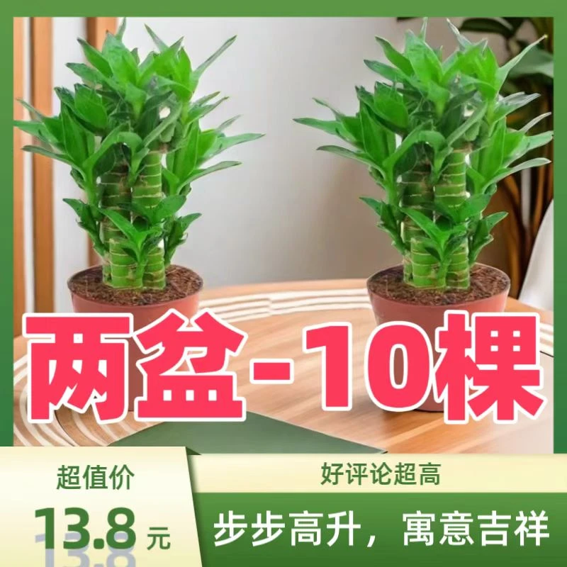 【买一送一】步步高富贵竹文昌竹土培盆栽室内客厅土培富贵竹观音竹