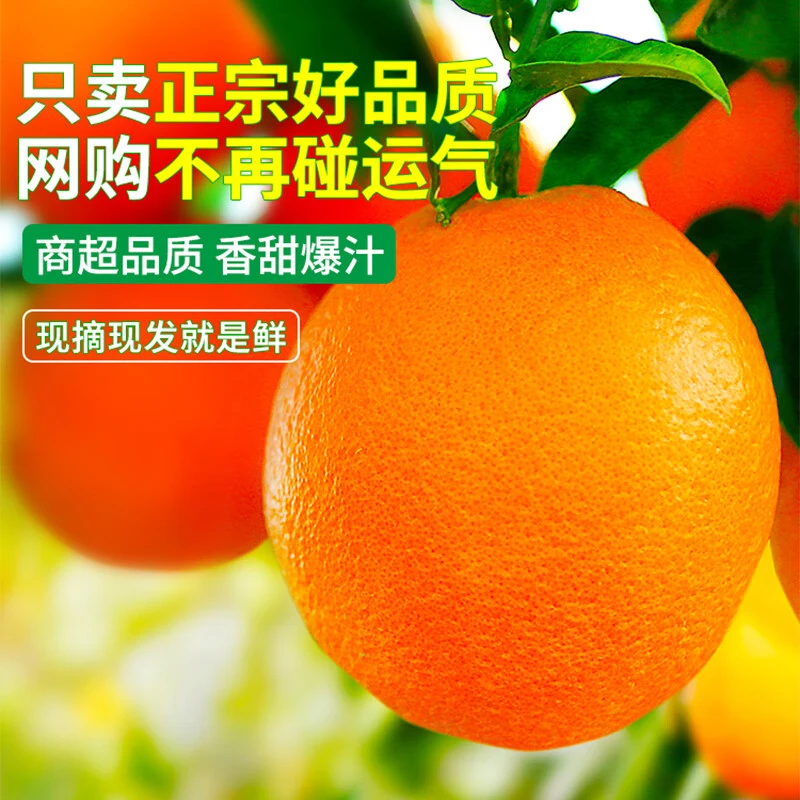 正宗赣南早脐橙当季孕妇顺丰水果新鲜整箱5公斤赣州冰糖甜橙大果