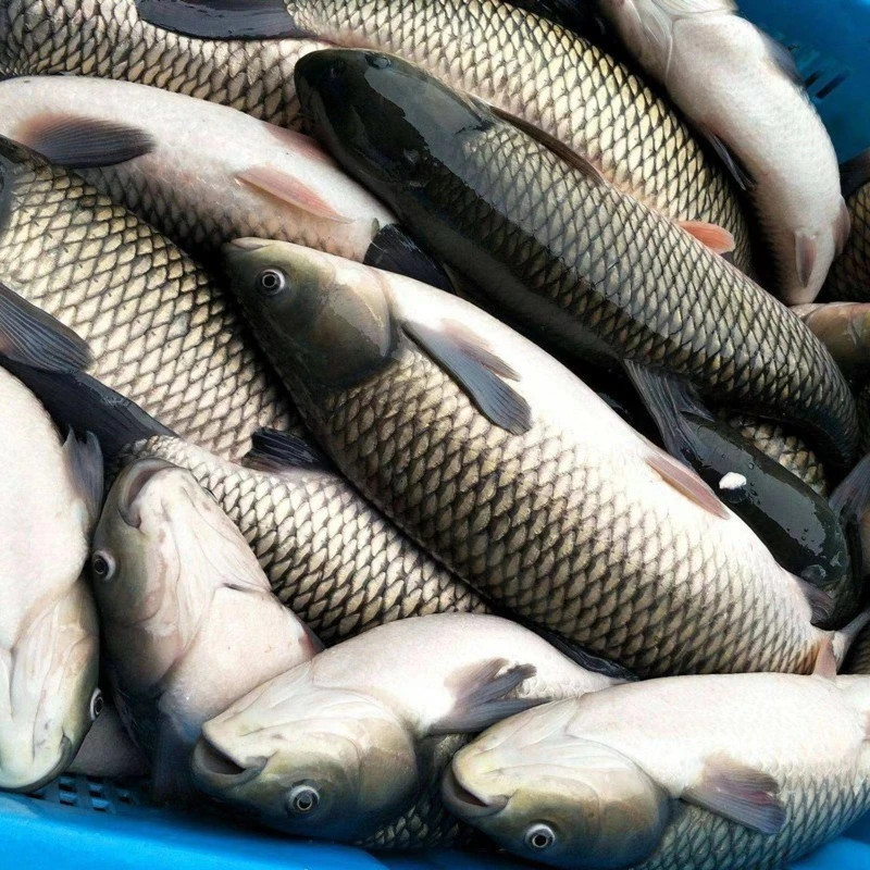 （按斤称）渔场直发现捞四川草皖 每条1-17g左右 生态草皖食用5